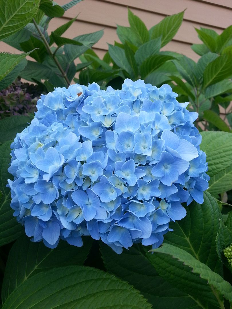  photo 20140909_171939_zpsvfwtyxum.jpg